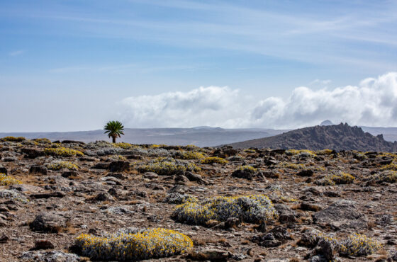 Bale Mountains, Ethiopia – 4 Day Wildlife Trek