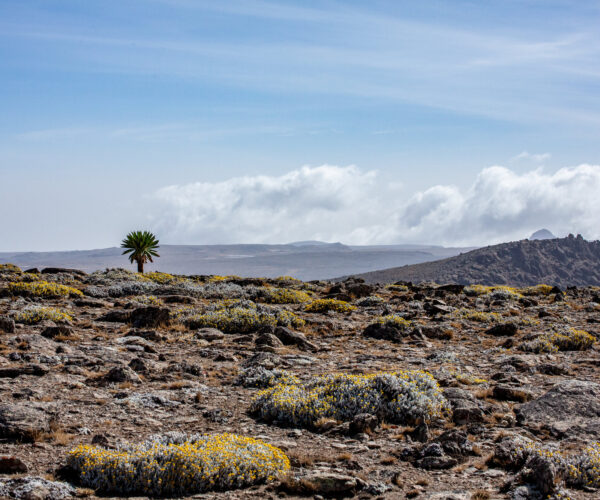 Bale Mountains, Ethiopia – 4 Day Wildlife Trek